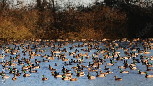 Wallpaper Mural Anatre Torontodigital.ca