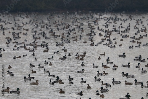Wallpaper Mural Anatre Torontodigital.ca