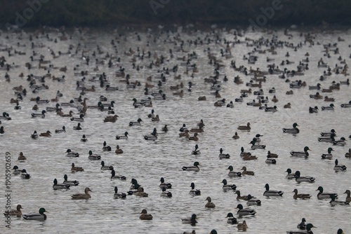 Wallpaper Mural Anatre Torontodigital.ca