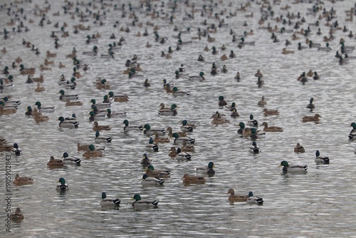 Wallpaper Mural Anatre Torontodigital.ca