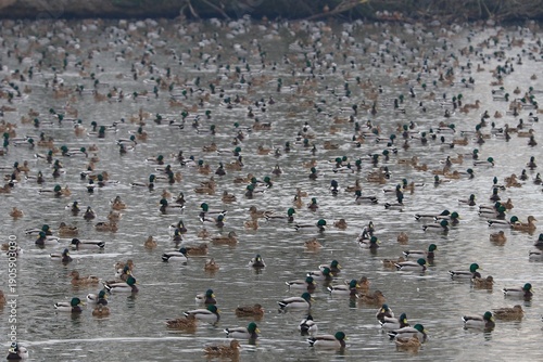 Wallpaper Mural Anatre Torontodigital.ca