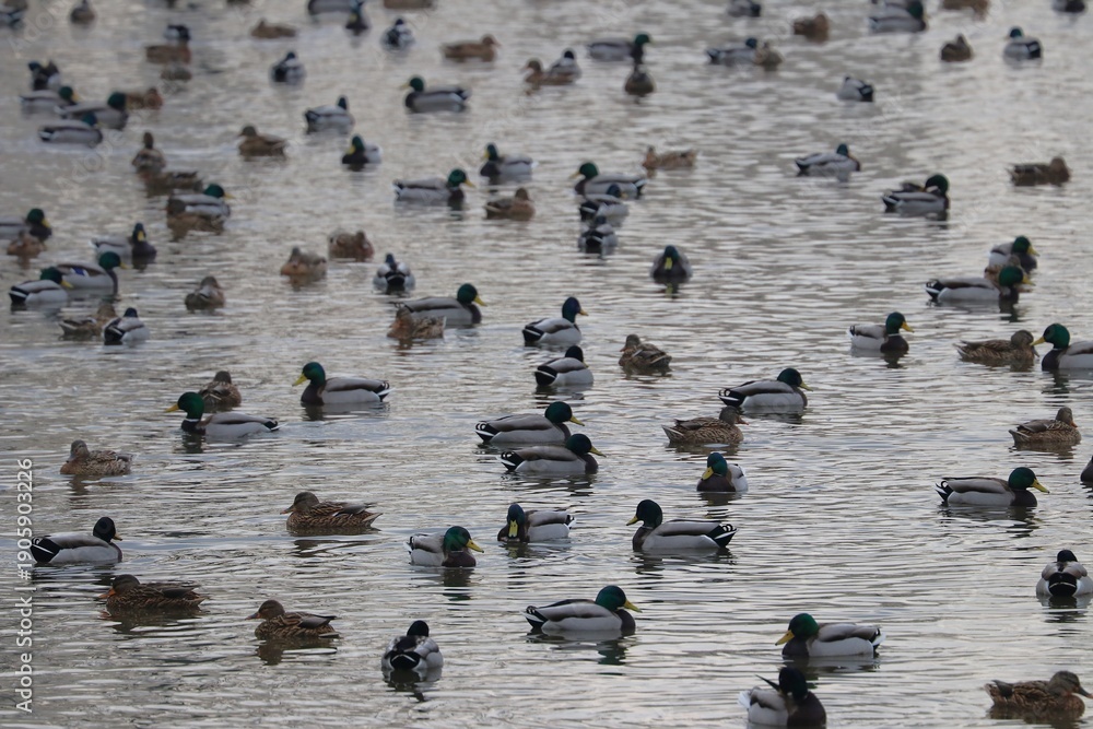 custom made wallpaper toronto digitalAnatre