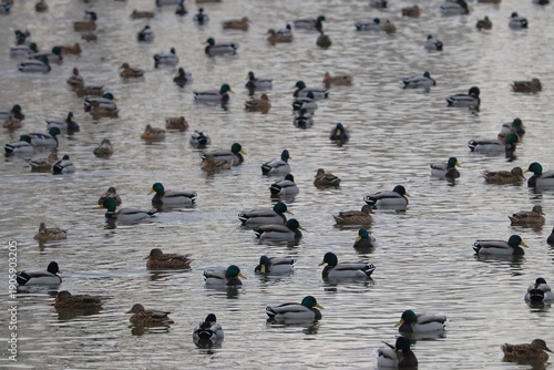 Wallpaper Mural Anatre Torontodigital.ca