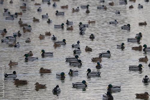 Wallpaper Mural Anatre Torontodigital.ca