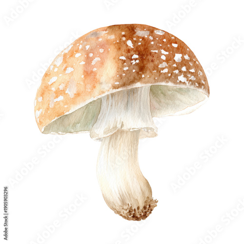 Detailed Watercolor Illustration of a Brown Mushroom with Texture