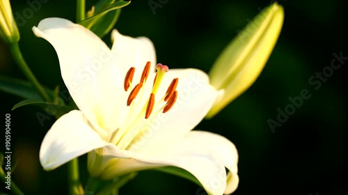 Close-up of a beautiful white lily flower in full bloom.