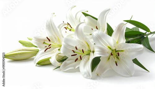 Elegant white lilies with green leaves on a white background, symbolizing purity and beauty