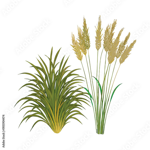 Illustration of tall green grass plants with golden seed heads
