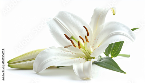 Elegant white lily bloom with a delicate bud, showcasing natural beauty and purity against a pristine white background for serene floral designs