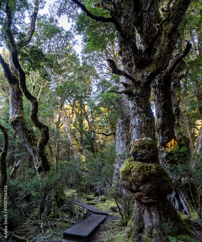 Enchanted Walk, Craddle mountain, Tasmania