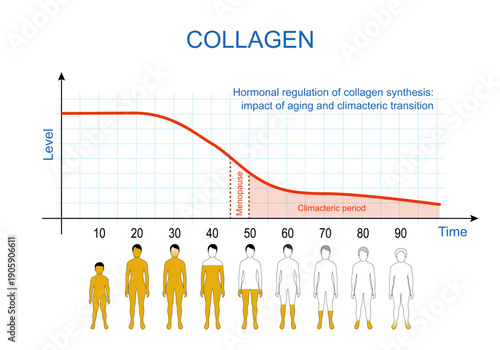 Age-related collagen loss in women. Hormonal regulation of collagen synthesis