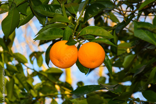 Two fresh organic oranges ripening on a citrus tree branch with green leaves