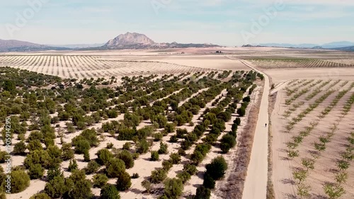 Aerial View of Agricultural Fields and Rural Road in Andalusia, Spain