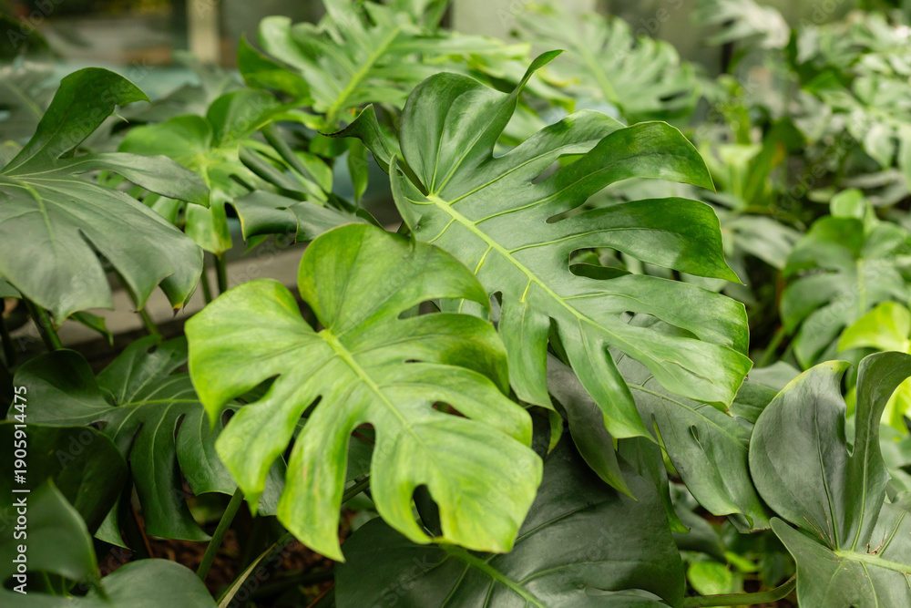 Obraz premium Large monstera leaves fill the space in a greenhouse. The light filters through the glass, highlighting the green foliage. The scene captures the beauty of nature