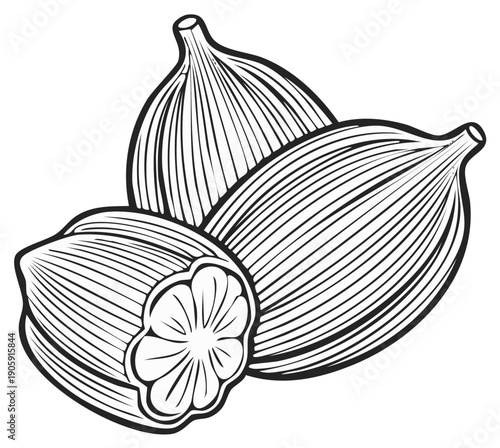 Cardamom Pods: Botanical Line Art Illustration of Whole and Cut Spices for Cooking or Herbal Use