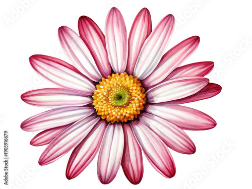 A delicate flower on a clean white background