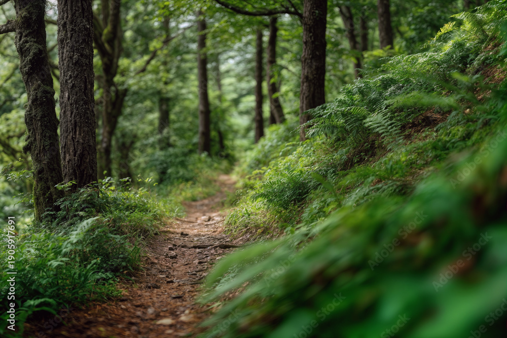 Fototapeta premium Mountain Biking Trail Through Lush Forest Path Evoking Adventure and