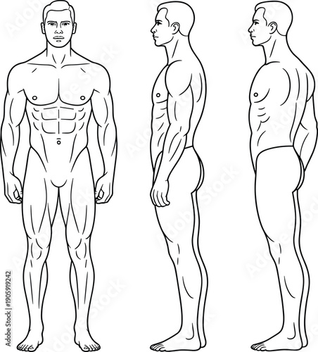Male muscular anatomy illustration, front side view, fitness training diagram, medical educational chart, human body posture study, anatomical reference drawing