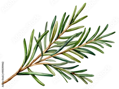 A natural scene with a branch from a tree having green leaves