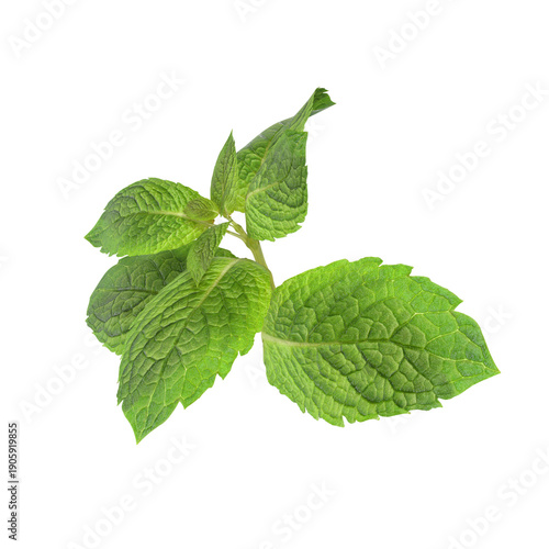 fresh mint isolated on white background