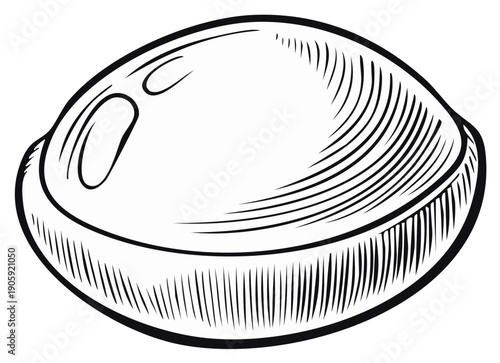 Hand drawn clam shell graphic art illustration. Seafood vector engraving style. Clam molluscs outline.