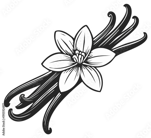 Vanilla flower and pods illustration in black and white
