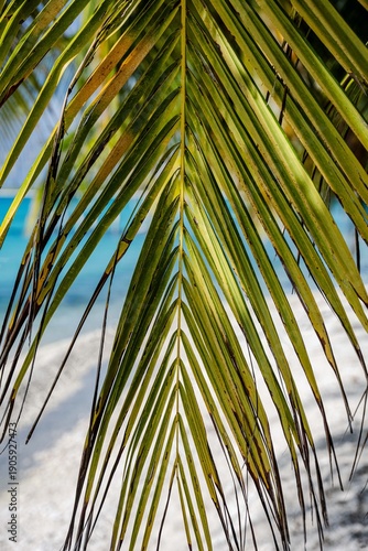 Traditional Fishing and Fish Traps in Toau Atoll, French Polynesia