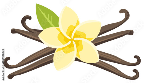 Crossed vanilla bean pods with elegant blossom and green leaf vector illustration