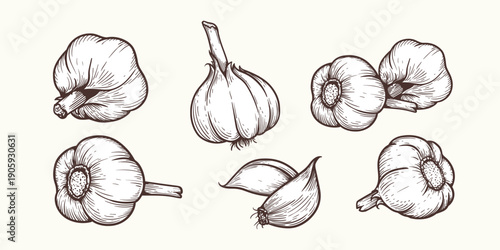Hand drawn sketch style garlic set. Collection of fresh spiced vegetable, single and bunch. Vector illustration of organic food.