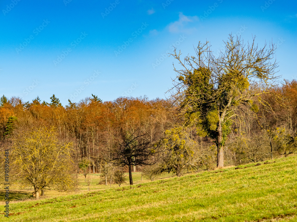 Fototapeta premium Viele Misteln auf einem alten Obstbaum