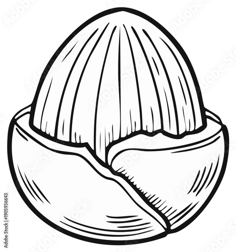 A single cracked hazelnut with its kernel visible in a black and white hand drawn illustration