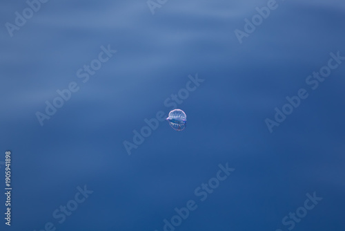Portuguese man o' war man-o-war floats on the surface of the Atlantic Ocean
