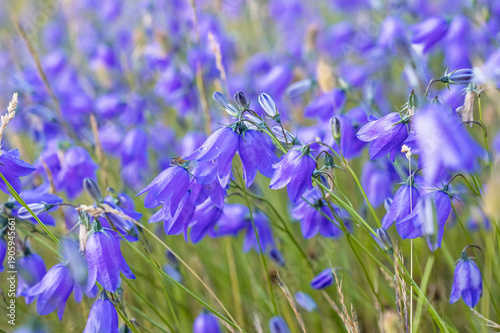 Blue wild flowers, campanulas, in green grass in summer bulgarian mountains.