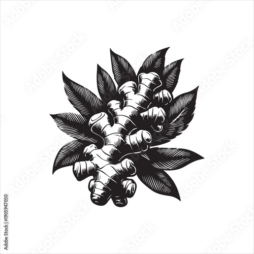 Black and white vector illustration of a ginger root with leaves on a plain background, showcasing a detailed botanical design.