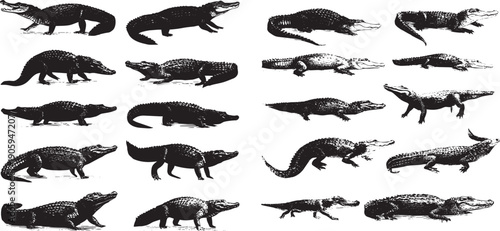 Collection of black and white lizard and reptile silhouettes isolated on white background for wildlife illustration and educational design
