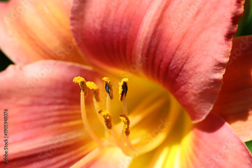 Close-Up Pink Peach Flower With Yellow Stamen And Soft Orange Center