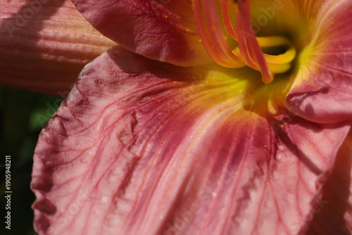 Closeup Daylily Flower Petal Detail in Pink, Orange, and Yellow Tones for Vib...