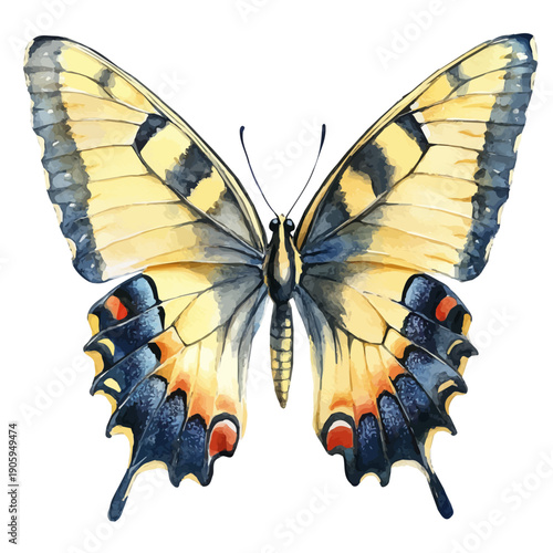 Swallowtail Butterfly, elegant watercolor vector painting with refined details, isolated on a white background.