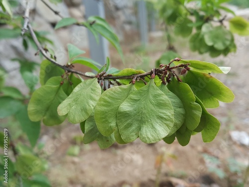 Green Winged Seeds of Korean Abeliophyllum Hanging on Branch