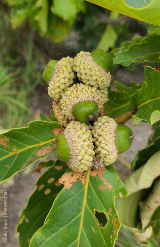 Cluster of Green Oak Acorns Growing on Branch with Oak Leaves