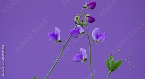 A photo of purple flowers with green stems against a purple background
