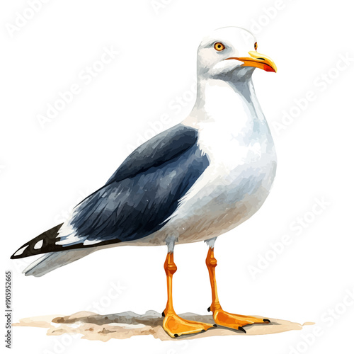 watercolor of Seagull, hand-drawn, isolated on a white background.