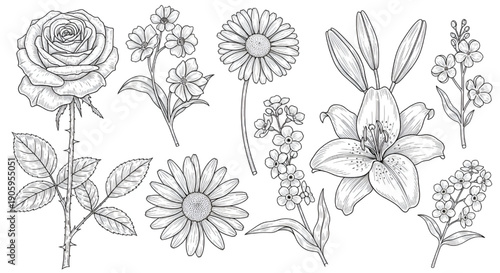 Abstract Hand Drawn Grunge Flower and Herb Silhouettes in Ink Pencil and Chalk Style Botanical Art Set