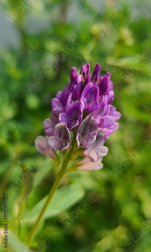 Purple Alfalfa Flowers Blooming in Spring Field with Soft Green Background