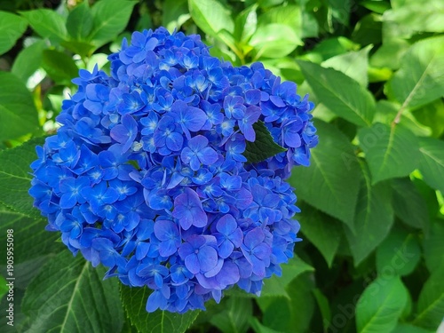 Vivid Blue Hydrangea Flower Cluster Surrounded by Lush Green Leaves