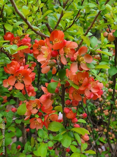 Orange Flowering Quince Blossoms Blooming on Shrub in Early Spring