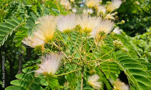 Silk Tree Flowers with Soft Pink and White Stamens Blooming in Summer
