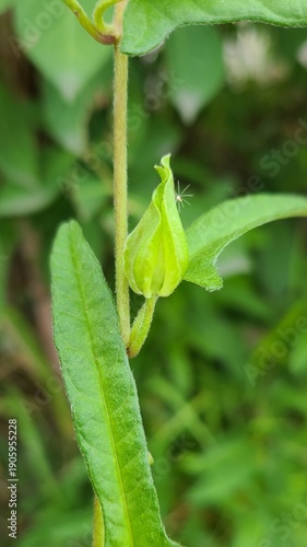 Honeysuckle Flower Bud Emerging on Green Vine in Spring
