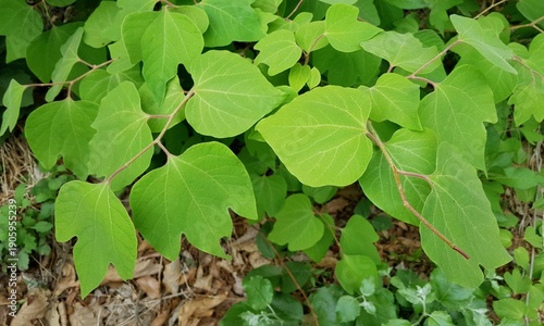 Green Paper Mulberry Leaves Growing in Natural Woodland Setting