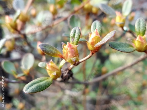 Rhododendron Flower Buds and Young Leaves Emerging in Early Spring